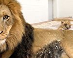 小獅兒子太萌 威嚴獅王搖身一變「暖爸」