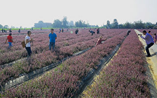 紫色花毯看得到吃得到 桃园仙草花节11月23日登场