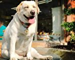 笑眼拉不拉多犬 “呼吸都会胖”笑翻网友