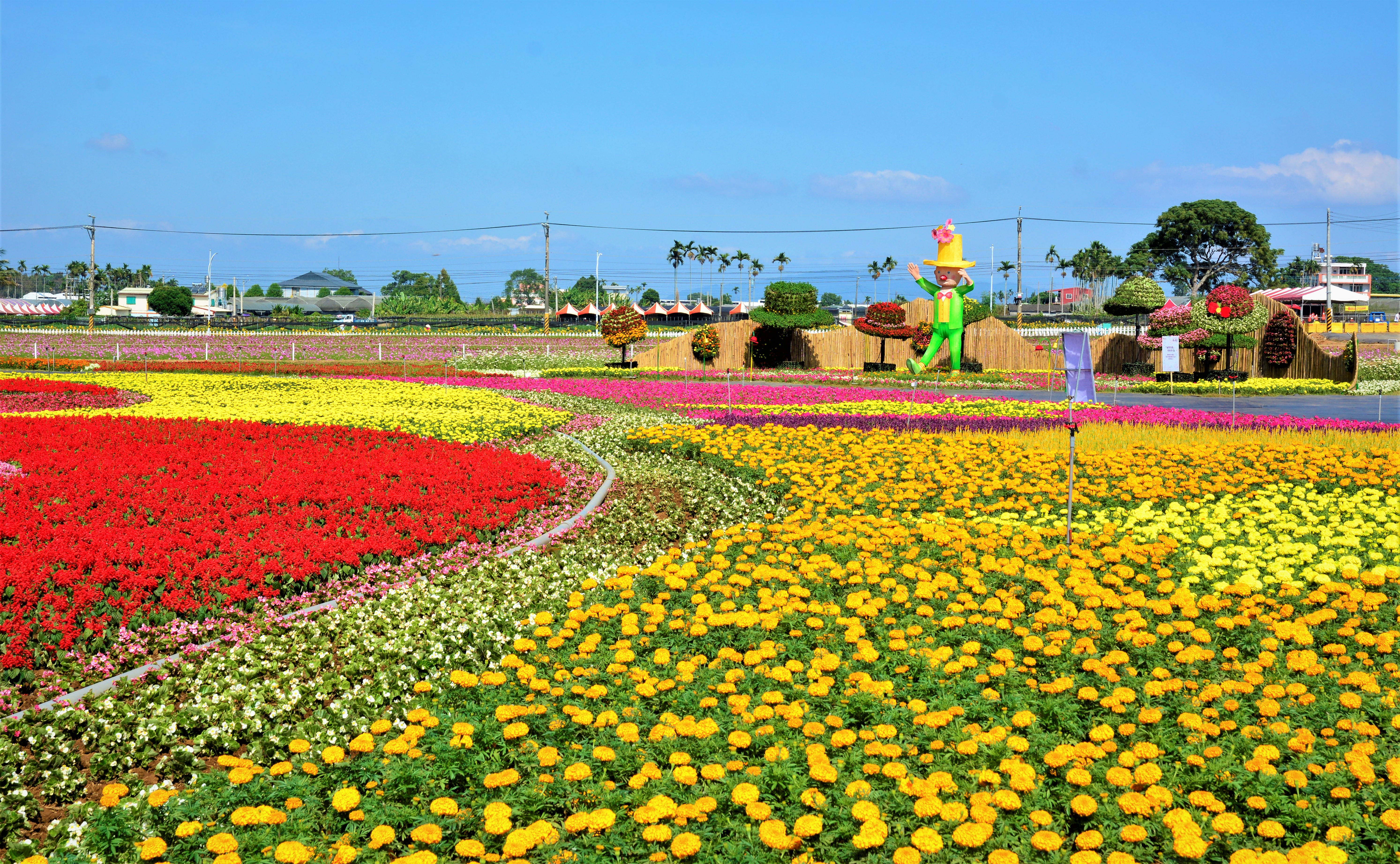 19台中花海与小王子的星球旅游 新社花海 台中国际花毯节 赏花 大纪元