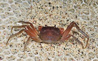 墾丁再發現8種新螃蟹