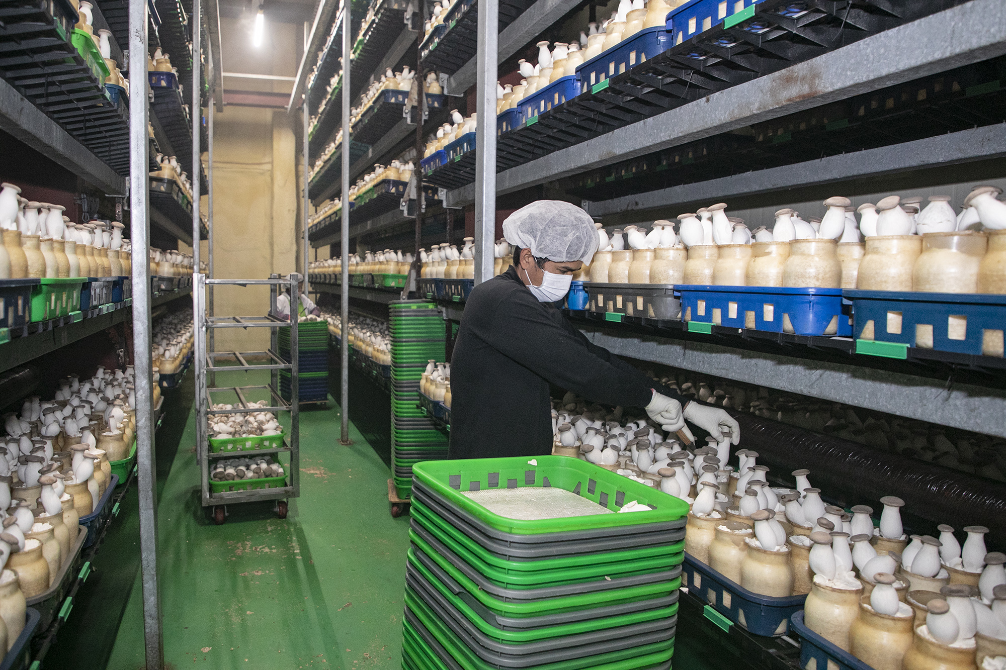 蘑菇加工厂。(全景林/大纪元)