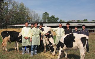 全球首例 屏科大成功培育耐熱型ST荷蘭牛