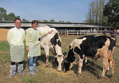 屏東科技大學教授沈朋志團隊，利用「紡綞體轉置（Spindle Transfer, ST）技術」，成功培育全球首例的ST牛，讓荷蘭牛具台灣黃牛抗熱性。