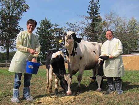 屏東科技大學教授沈朋志團隊，利用「紡綞體轉置（Spindle Transfer, ST）技術」，成功培育全球首例的ST牛，讓荷蘭牛具台灣黃牛抗熱性。