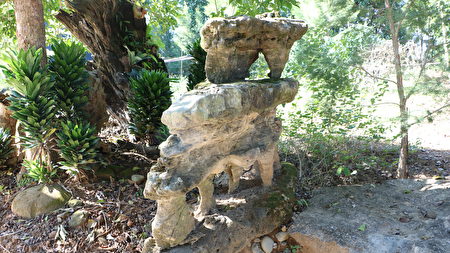 园区有不少台湾国宝马齿石。