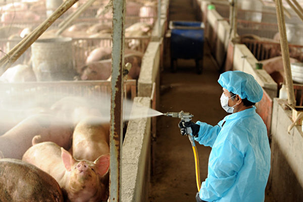 大陆专家称在中国发现可传人的猪流感病毒