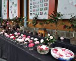 科博馆植物园20周年庆 展出罕见茶花品种