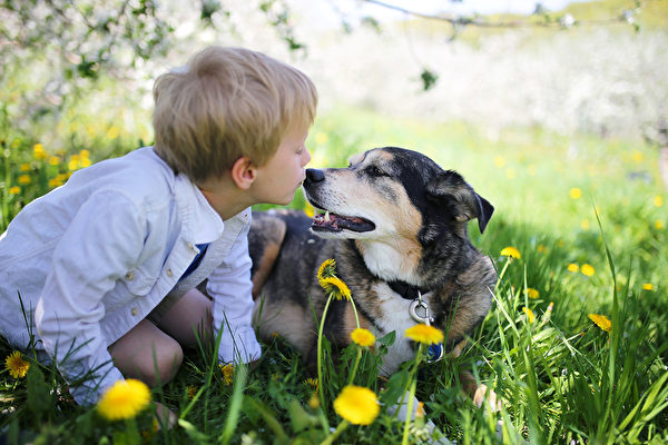 A sweet little boy is giving his rescued pet German Shepherd Dog a kiss on the nose as the relax outside in the flower meadow under the apple trees on a spring day. Fotolia