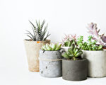 Succulents and cactus in different concrete pots on the white shelf. Scandinavian hipster home decoration Fotolia