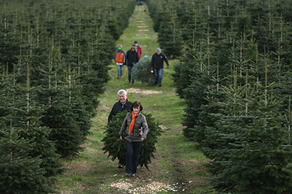 WERDER, GERMANY - DECEMBER 05: Visitors haul away Christmas trees they sawed down themselves at the Werderaner Tannenhof Christmas tree farm on December 5, 2015 in Werder, Germany. The Christmas season is in high gear in Germany and a proper, fully decorated Christmas tree is an essental part of Germany's Christmas tradition. (Photo by Sean Gallup/Getty Images)