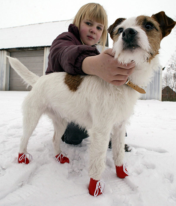 BOESEL, GERMANY: Eight-years old Christine pets her terrier "Idefix" wearing red dog shoes, 27 January 2005 in Boesel, northern Germany. The shoes are made of soft plastic and are supposed to protect dog paws against de-icing salt in winter. AFP PHOTO DDP/DAVID HECKER GERMANY OUT (Photo credit should read DAVID HECKER/DDP/AFP via Getty Images)