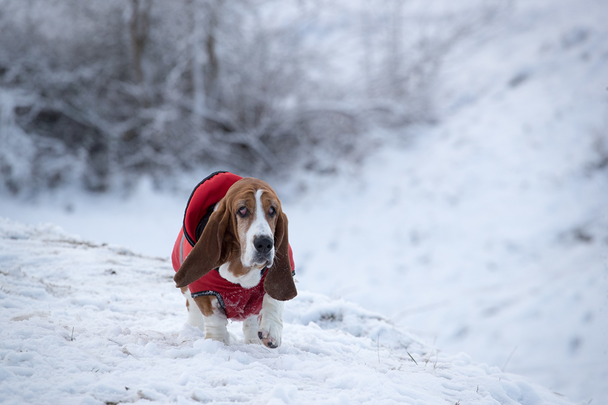 下雪天必看的冬季遛狗指南 宠物 狗儿 大纪元