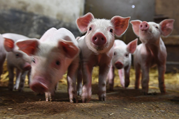 大陸上市豬企生豬價格持續下滑 養殖戶叫苦