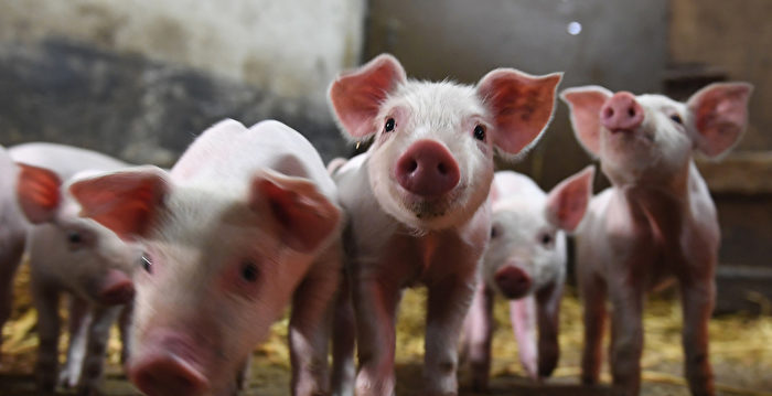中国生猪养殖业持续亏损 牧原股份一季度巨亏