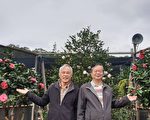 风姿绰约五彩缤纷 年度茶花展周六娇艳登场