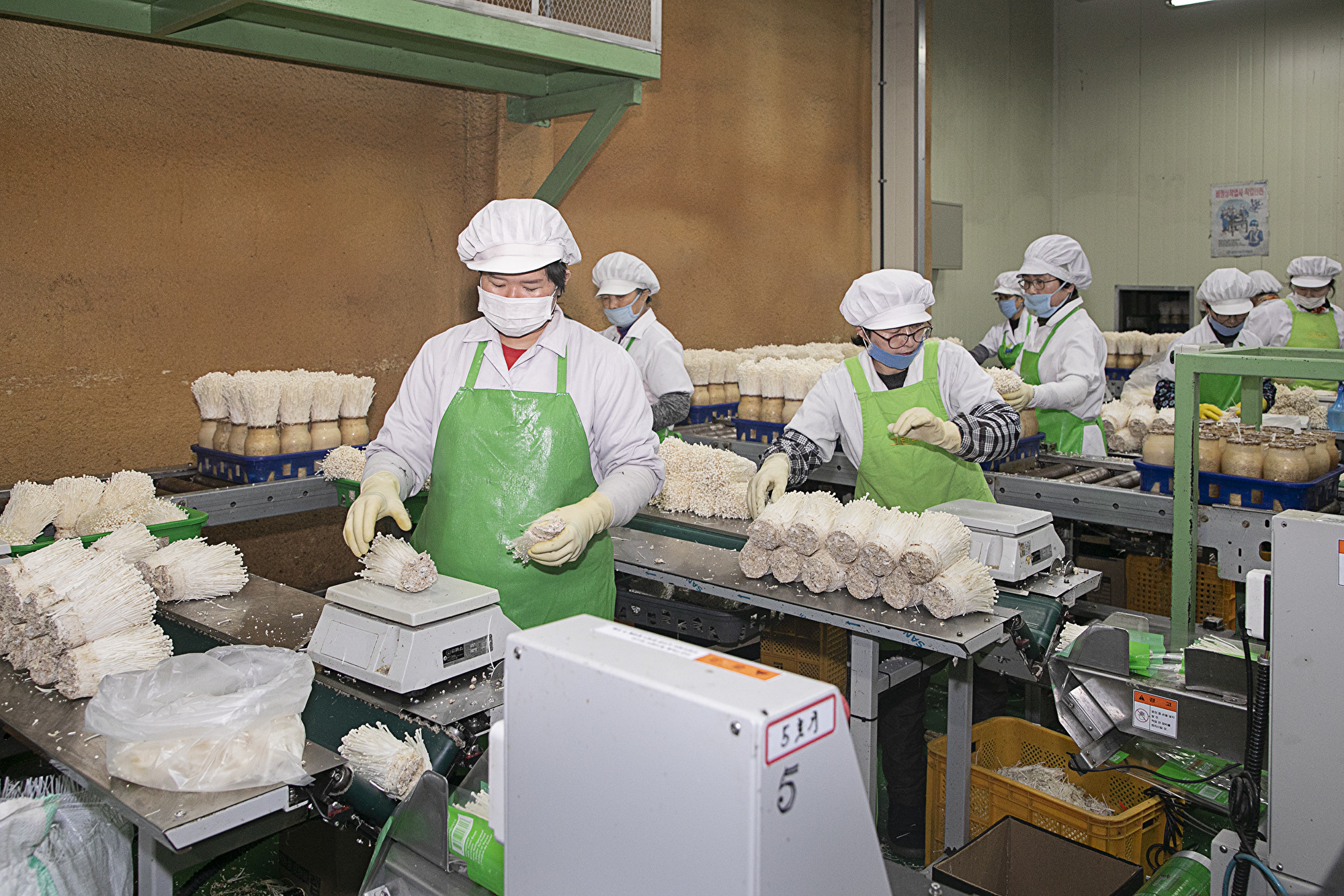 蘑菇加工厂。(全景林/大纪元)