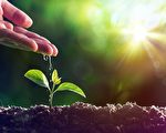 新研究：植物受伤时会发出尖叫