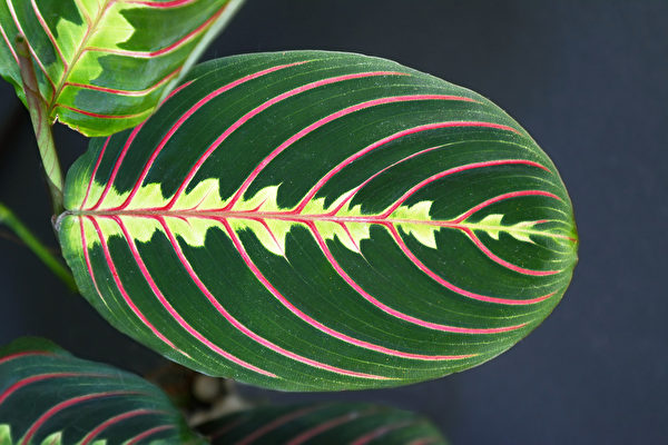 专家预测，2020年里，色彩缤纷观叶植物，将吸引植物爱好者收藏。图为红脉豹纹竹芋，又称红色祈祷草 red prayer plant 。（shutterstock）
