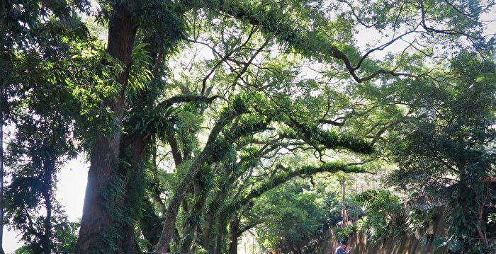 广西男子向220年古樟树投毒 嫌树枝遮挡采光