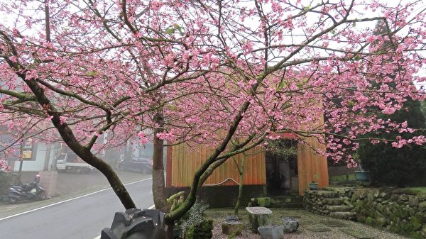 組圖：台阿里山區霧雨中的櫻花之美