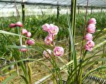 魚池盛產虎頭蘭 適合過年期間來賞花