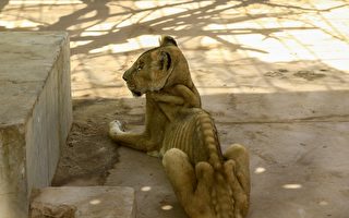 蘇丹公園的獅子骨瘦如柴 網民呼籲援救