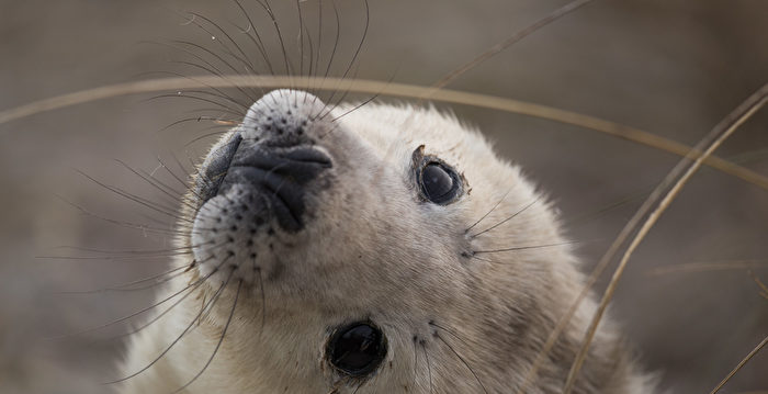 英国小海豹 挥手打招呼 萌度百分百 大纪元