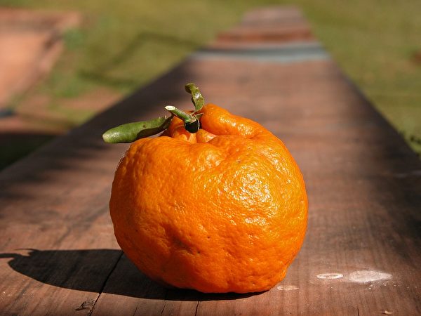 帶枝柑橘猷然帶著名山秋色。 （pixabay）
