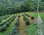 茶园有害生物综合管理技术  耕作环境生态平衡