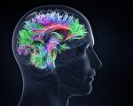难得的人脑实验发现其独有特性