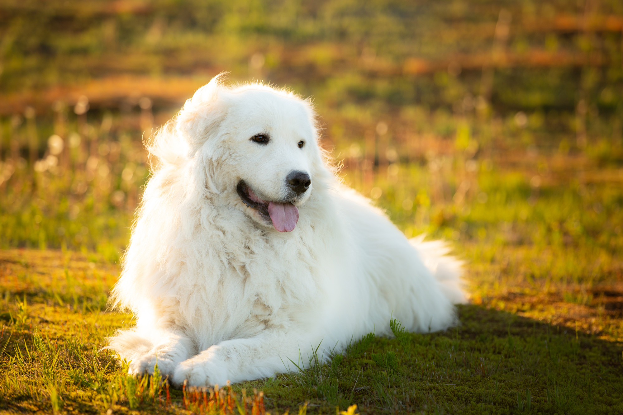 美國白狗生了8隻小狗有一隻竟是綠色的 母狗 德國牧羊犬 大紀元