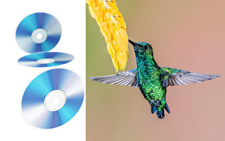 澳洲艺术家用千百个CD片雕塑彩虹动物光彩耀人