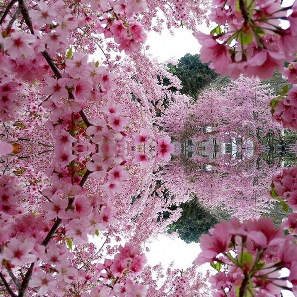 拉拉山櫻花之美 台攝影師：賞櫻的世外桃源