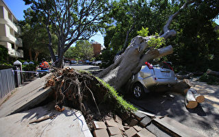 新州沿海遭雷暴袭击 悉尼一男亡10万户断电