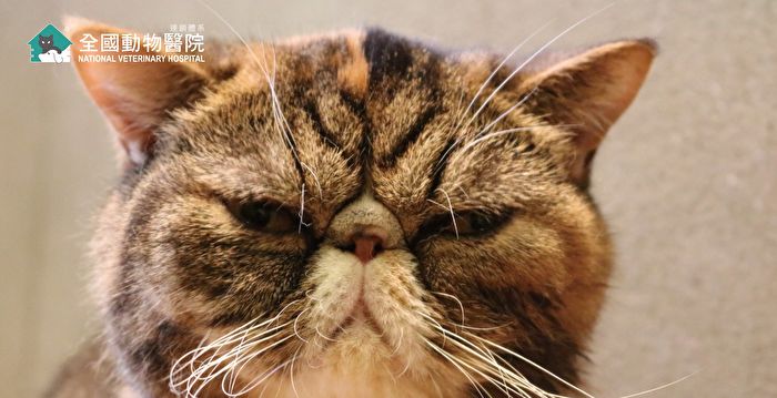 冷知识 从 胡须 更了解猫咪的心情 大纪元