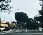 南加一夜强风 多棵大树被连根拔