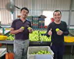 延續年後棗子美味 高樹張氏「珍蜜棗」上市