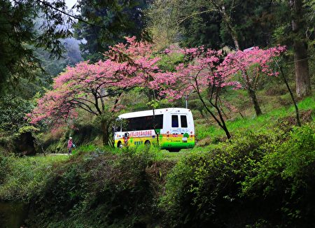 電動遊園車與山櫻花。
