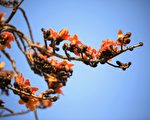 木棉道紅似火 二林棵木棉樹都取了英文名字