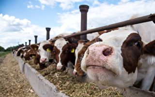 研究：海藻餵牛可有效減少溫室氣體排放