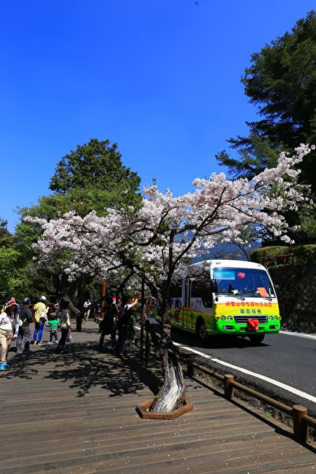 電動遊園車穿梭在吉野櫻下方。