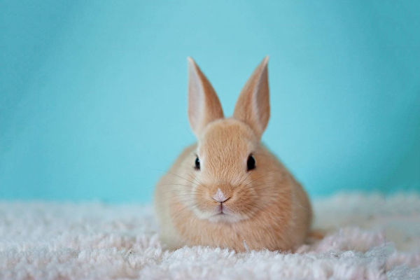 8岁富贵兔坐商务舱回日本它还是空姊的VIP | 兔子| 京都| 旧金山| 大纪元