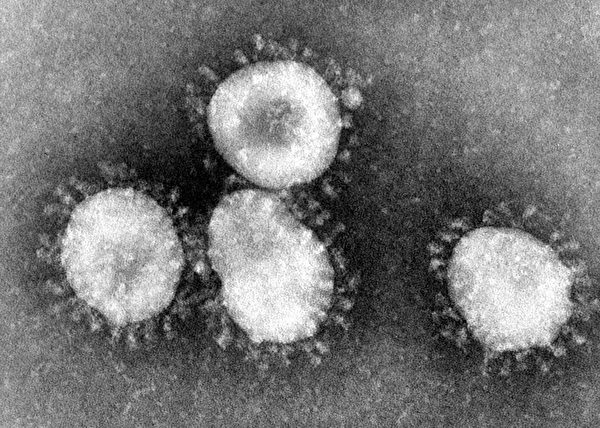 冠狀病毒呈圓形，外套膜上有突出的「棘蛋白」（spike protein，又稱長釘蛋白），看上去像皇冠一樣。(Wikimedia Commons)