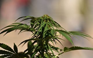 一次撤銷6萬多大麻罪案 洛縣創加州紀錄