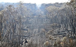 蓝山遗产区大型山火被扑灭 毁林地2万公顷