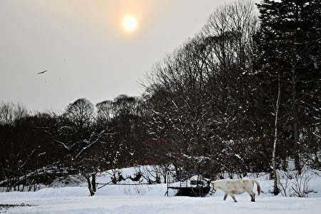 日本北海道有多冷 泡面放户外冻成冰棒 冬季 低温 结冻 大纪元 日本北海道有多冷 泡面放户外冻成冰棒 冬季 低温 结冻 大纪元