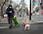 防中共肺炎 中国小猫和小狗戴口罩