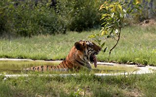 印度夫婦買35英畝土地 供野生老虎棲息