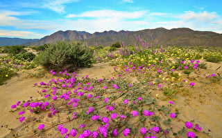 赏花时刻来到 南加沙漠野花已绽放